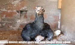 Anne şefkati tür tanımadı: Yavru kedi tavuğun kanatları altına sığındı