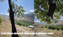 Elazığ’da arılar ağaç dalını sardı, ortaya ilginç görüntüler çıktı