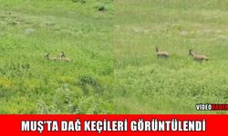 Muş kırsalında dağ keçileri görüntülendi