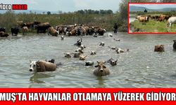 Muş’ta geçiş yolu çilesi: Hayvanlar Murat Nehri’ni yüzerek geçiyor