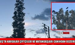 Muş’ta ‘karga istilası’: Çiftçilerin emeği kuşlara yem oldu
