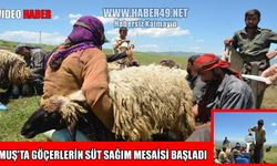 Muş yaylalarında süt bereketi: Göçerler ilk sağımı yaptı