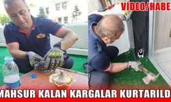 Muş’ta itfaiye ekipleri mahsur kalan kargaları kurtardı