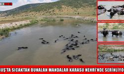 Muş’ta sıcaklar arttı: Karasu Nehri manda yetiştiricilerinin umudu oldu