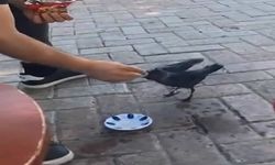 Elazığ’da bir vatandaş, kargayı elleriyle besledi