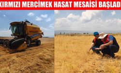 Muş Ovası’nda kırmızı mercimekte "Altın" hasat başladı!