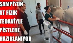Dicle Üniversitesi'nden şampiyon At’a fizik tedavi