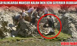 Muş'ta kayalıklara sıkışan inek için vatandaşlar seferber oldu