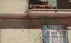 Elazığ'da pencere korkuluğuna çıkan yılan doğaya salındı