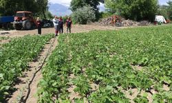 Tescilli Işıl-24 kuru fasulyesinde üretim sezonu sürüyor