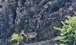 Malatya'da yaban keçileri sürü halinde görüntülendi