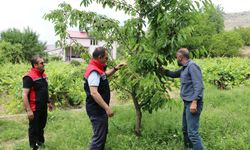 Erzincan'da kiraz hasadı başladı: Üreticinin yüzü gülüyor