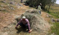Erzincan'da çiftçiler kışlık yem mesaisine başladı