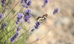 Harput'ta lavanta üzerindeki kelebeklerden görsel şölen