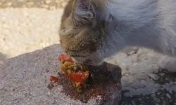 Elazığ’da kedinin menemen ziyafeti
