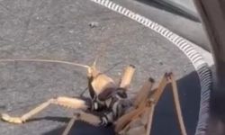 Elazığ'da etçil çekirgeler görüntülendi