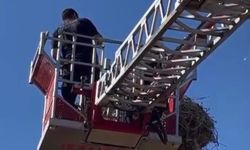Yavru leylek ekipler tarafından yuvasına konuldu
