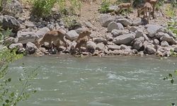 Tunceli'de koruma altındaki dağ keçileri görüntülendi