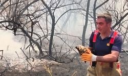 Bingöl'de yangının ortasında kalan kaplumbağayı itfaiye kurtardı