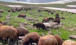 Ağrı'da yaz ortasında kar sürprizi