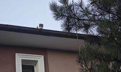 Çatıda mahsur kalan kedi itfaiye ekiplerince kurtarıldı