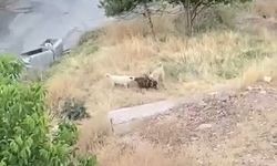 Elazığ’da sokak köpekleri keçi sürüsüne saldırdı: 2 keçi telef oldu