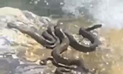 Bingöl'de sıcaktan bunalan yılanlar su kenarında görüntülendi