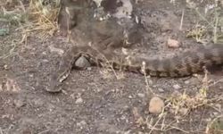 Iğdır'da yerleşim alanına giren koca engerek doğal yaşam alanına bırakıldı