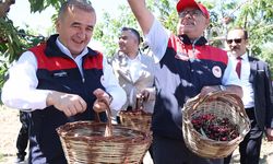 Elazığ’da kiraz hasadı başladı, hedef 8 bin 500 ton üretim