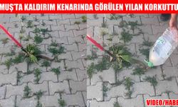 Muş'ta laldırım kenarında korkutan manzara: Otların arasında saklanan sürpriz misafir!
