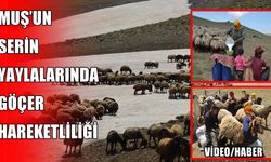 Göçerler Kurtik Dağı'nda hayvanlarını kar üzerinde serinletiyor