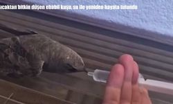 Sıcaktan bitkin düşen ebabil kuşu su verilince hayata döndü