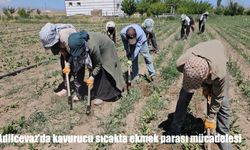 Adilcevaz'da kavurucu sıcakta ekmek parası mücadelesi