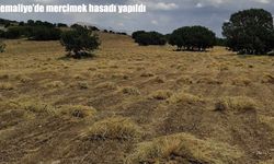 Kemaliye'de mercimek hasadı yapıldı