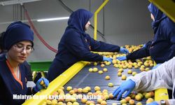 Malatya'da yaş kayısı ihracatı başladı