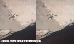 Elazığ'da görülen sarıkız örümceği tedirgin etti