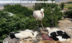Güroymak'ta yaralı leylek ve yavrularına şefkat eli