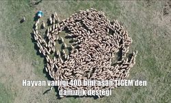 TİGEM'den damızlık desteği