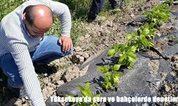 Yüksekova'da sera ve bahçelerde denetim