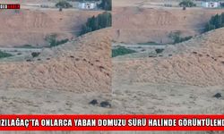 Muş’ta yaban domuzu sürüsü tedirginliği