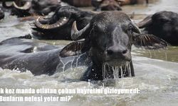 Erzurum'da manda çobanının şaşkınlığı: "Bunların nefesi yeter mi?"