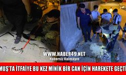 Muş’ta kanalizasyona düşen yavru kedi itfaiye ekiplerince kurtarıldı