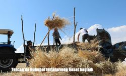 Tercan’da hububat tarlalarında hasat başladı