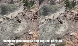 Elazığ'da sürü halinde dağ keçileri görüldü