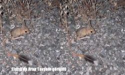 Elazığ'da nesli tehlike altındaki Arap tavşanı görüntülendi