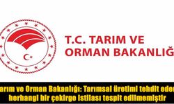 Tarım ve Orman Bakanlığı'ndan 'çekirge istilası' iddialarına açıklama