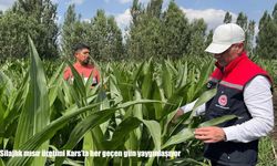 Silajlık mısır üretimi Kars'ta her geçen gün yaygınlaşıyor
