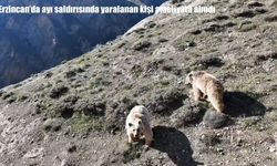 Erzincan'da ayı saldırısında yaralanan kişi ameliyata alındı