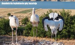 Anadolu'da leyleklerin göç hazırlığı