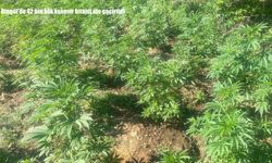 Bingöl'de 42 bin kök kenevir bitkisi ele geçirildi